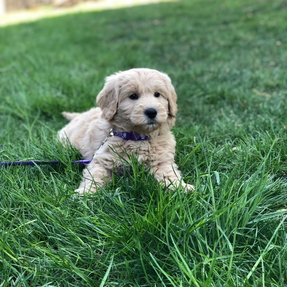 Meet your Posher, E - Picture 1 of 1